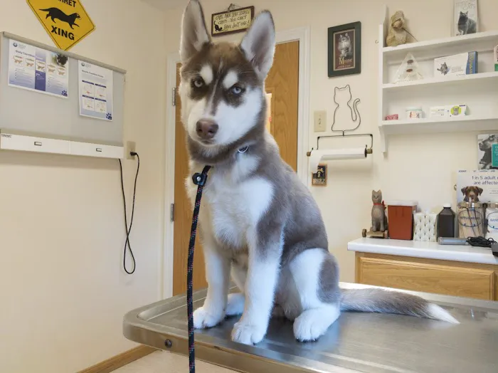 Henniker Veterinary Hospital 2