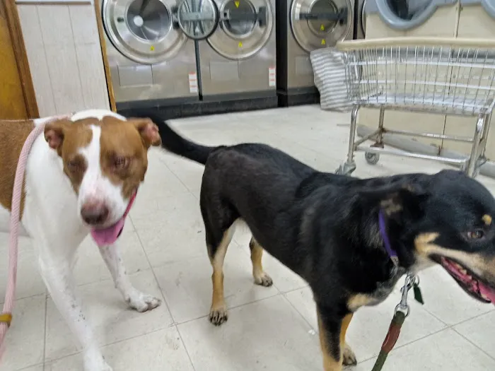 Compassion Vet Hospital 6