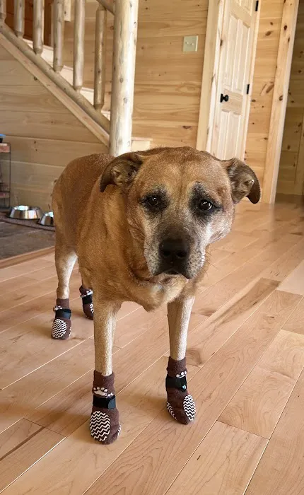 Compassion Vet Hospital 3