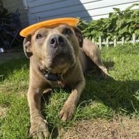 Apple Tree Animal Hospital ico
