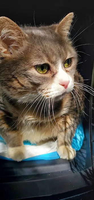Apple Tree Animal Hospital 3