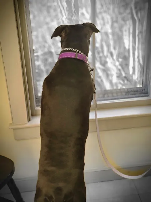 Glen Lake Animal Hospital 4