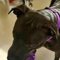 Glen Lake Animal Hospital ico