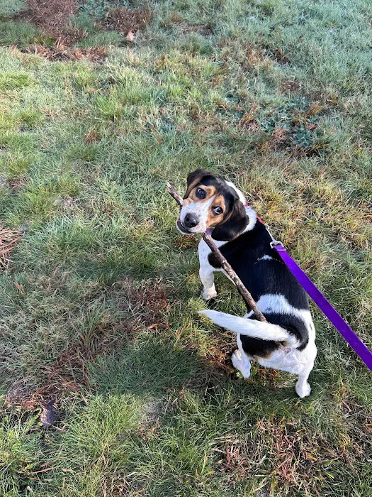 Bedford Pet Urgent Care 5