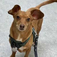 Bedford Pet Urgent Care ico