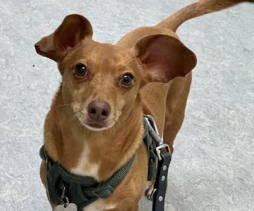 Bedford Pet Urgent Care
