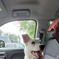 Equine & Canine Wellness, PLLC ico