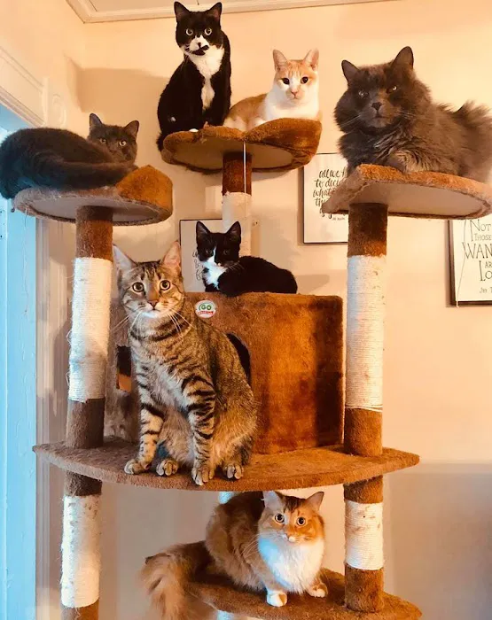 Bedford Animal Hospital 4