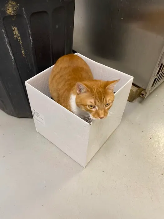 Bedford Animal Hospital 7