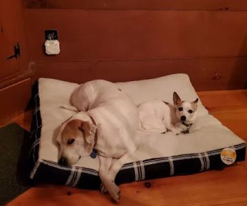 Goffstown Animal Hospital