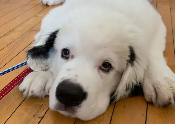 Goffstown Animal Hospital 10