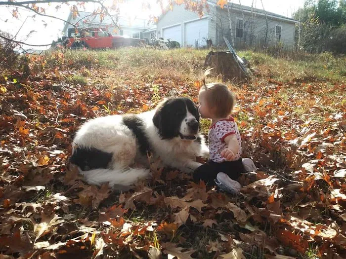 Goffstown Animal Hospital 9