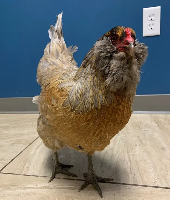 Hopkinton Animal Hospital 8