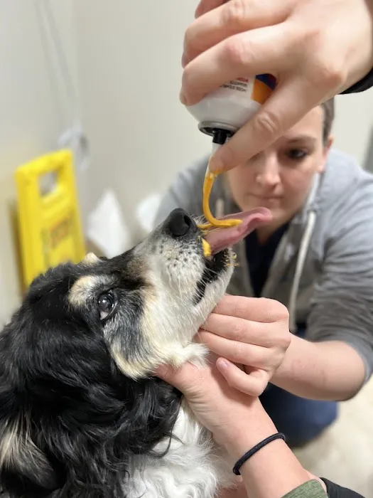 Hopkinton Animal Hospital 1