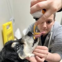 Hopkinton Animal Hospital ico