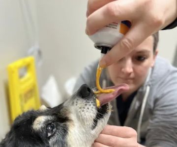 Hopkinton Animal Hospital