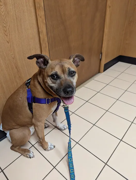 VCA Russell Animal Hospital 2