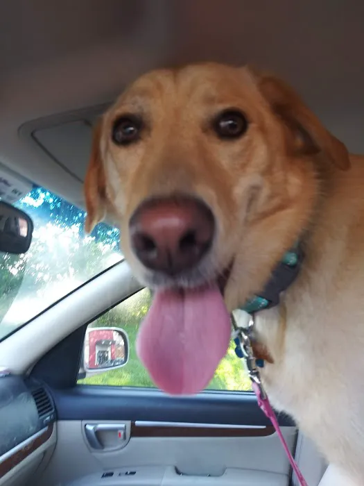 VCA Russell Animal Hospital 3