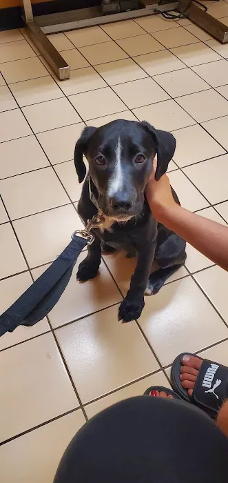 VCA Russell Animal Hospital 6