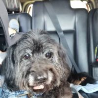 Banfield Pet Hospital ico