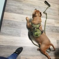 Mercy Animal Hospital: Kaas Richard E DVM ico