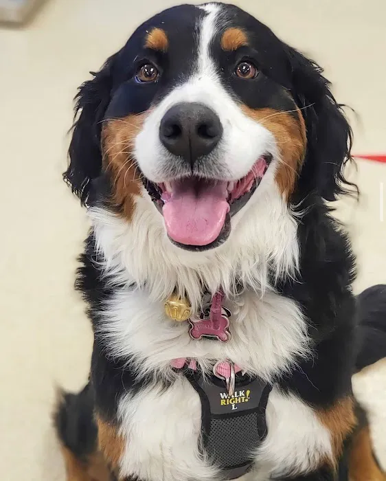 Westford Veterinary Emergency and Referral Center 2