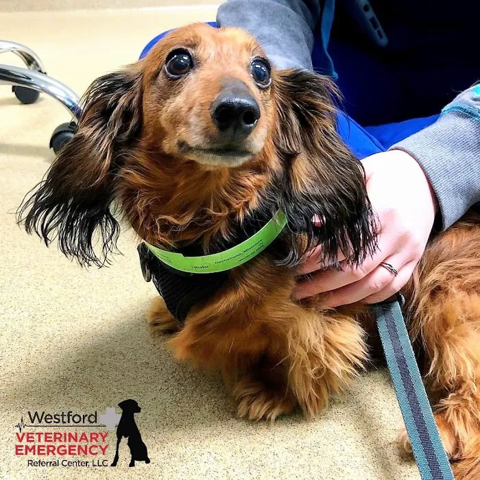 Westford Veterinary Emergency and Referral Center 8