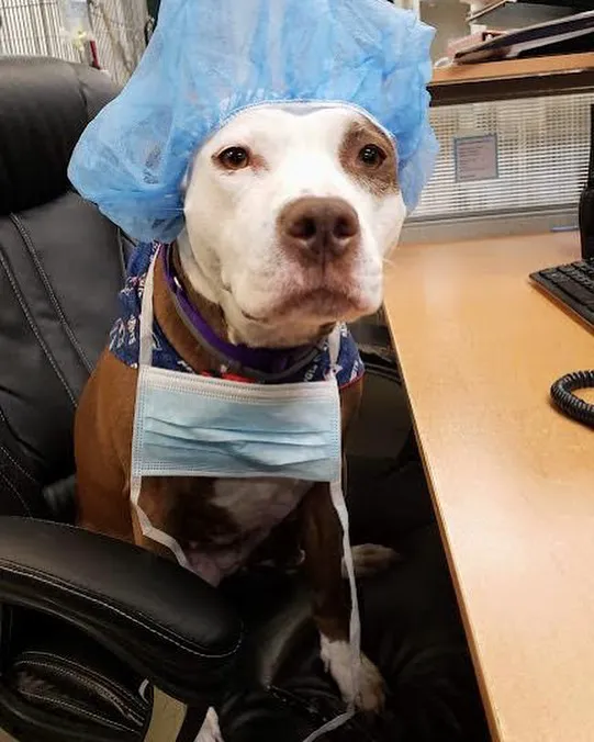 Westford Veterinary Emergency and Referral Center 6