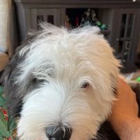 Dunstable Animal Clinic ico