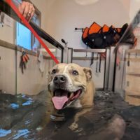 Countryside Veterinary Hospital ico