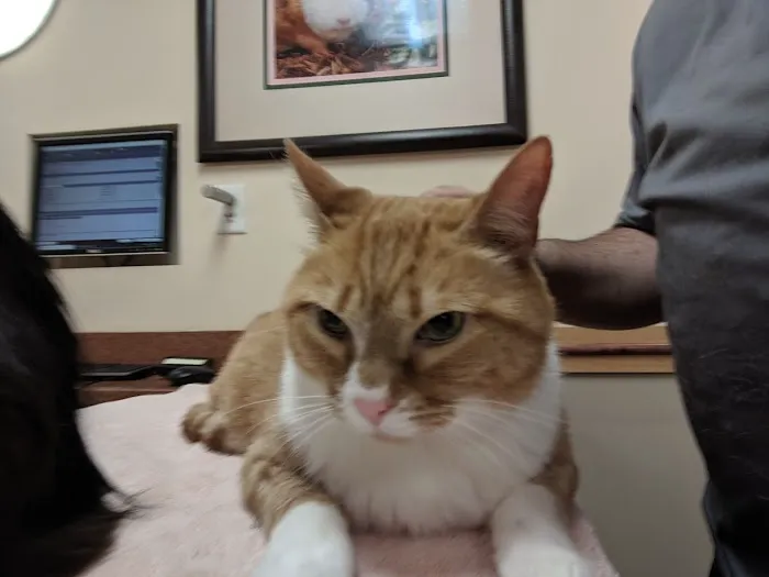 Countryside Veterinary Hospital 2