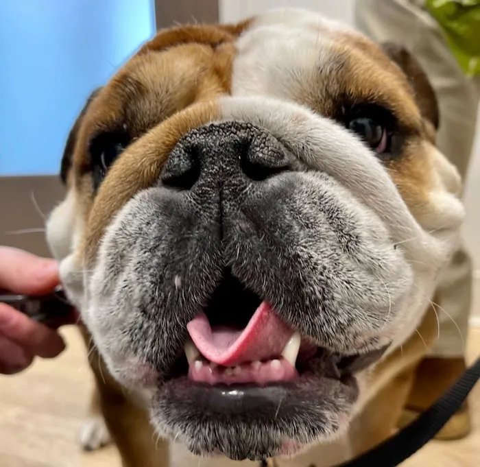 Concord Animal Hospital 8
