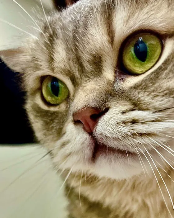 Concord Animal Hospital 1
