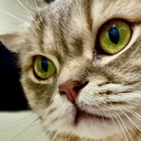 Concord Animal Hospital ico