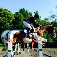 North Bridge Equine Associates ico
