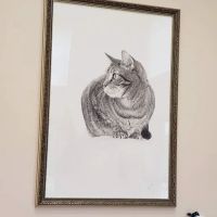 The Cat Doctor of Nashua ico