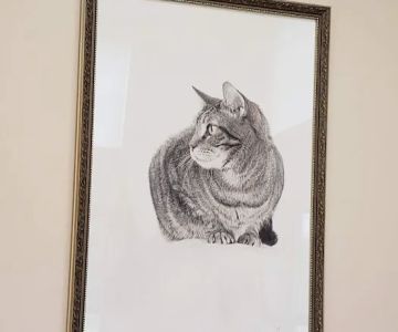 The Cat Doctor of Nashua