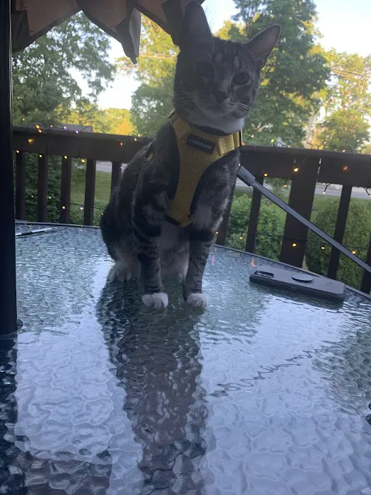 The Cat Doctor of Nashua 4