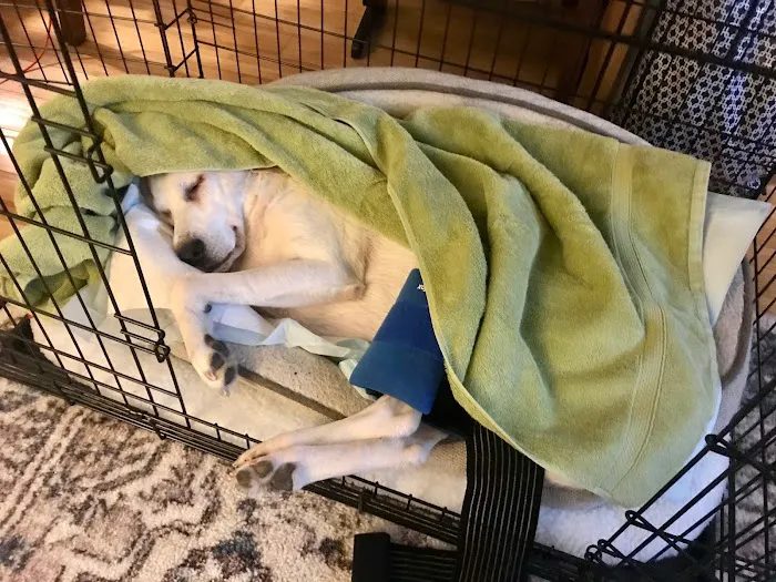 VCA Daniel Webster Animal Hospital 4
