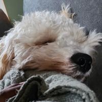 VCA Daniel Webster Animal Hospital ico