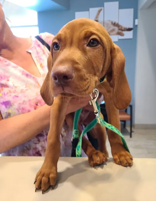 ADAvet Veterinary Clinic 7