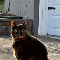 Silk Veterinary Hospital ico