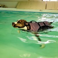 Paws In Motion ico