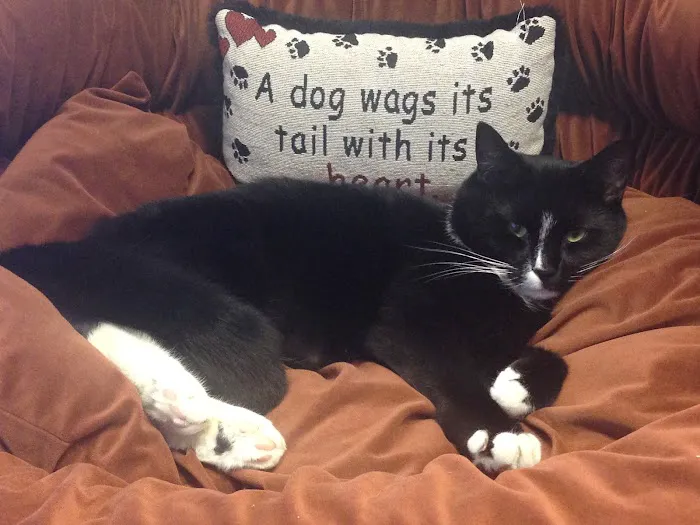 Advanced Veterinary Specialty Center of New England 5