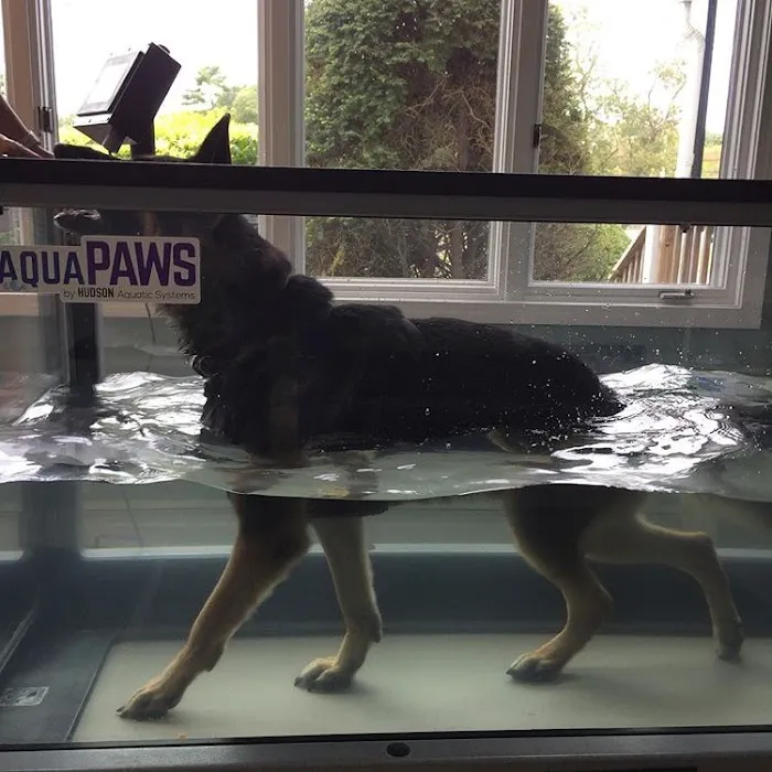 Advanced Veterinary Specialty Center of New England 8