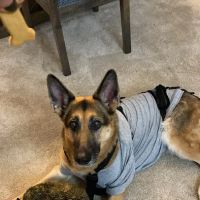 Advanced Veterinary Specialty Center of New England ico