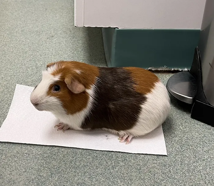 Holmes Family Veterinary Clinic 10