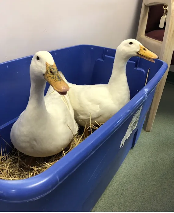 Holmes Family Veterinary Clinic 9