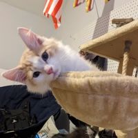 Attleboro Veterinary Clinic ico