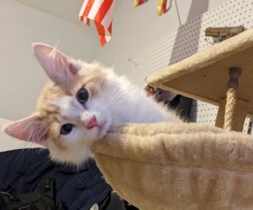 Attleboro Veterinary Clinic